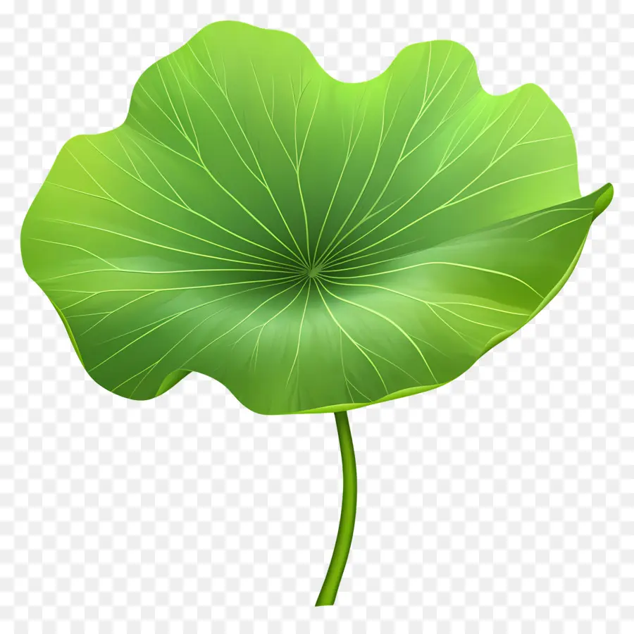 Hoja De Loto，Hoja Verde PNG