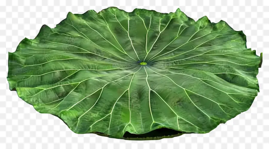 Hoja De Loto，Hojas De Loto Verde PNG