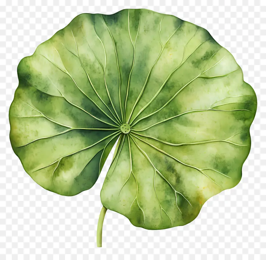 Hoja De Loto，Hoja De Loto Verde PNG