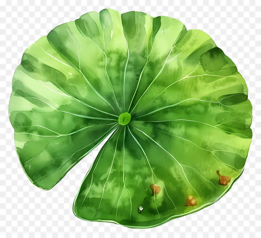 Hoja De Loto，Hoja De Loto Verde PNG