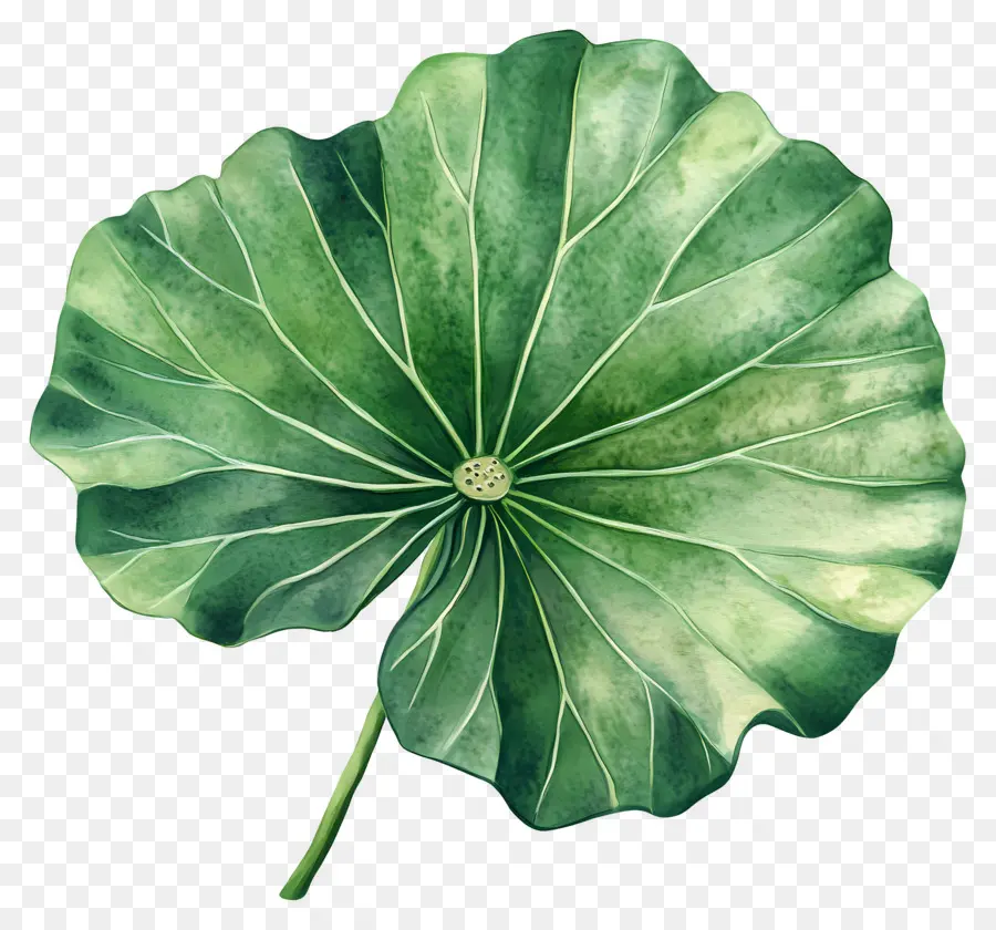 Hoja De Loto，Hoja De Loto Verde PNG