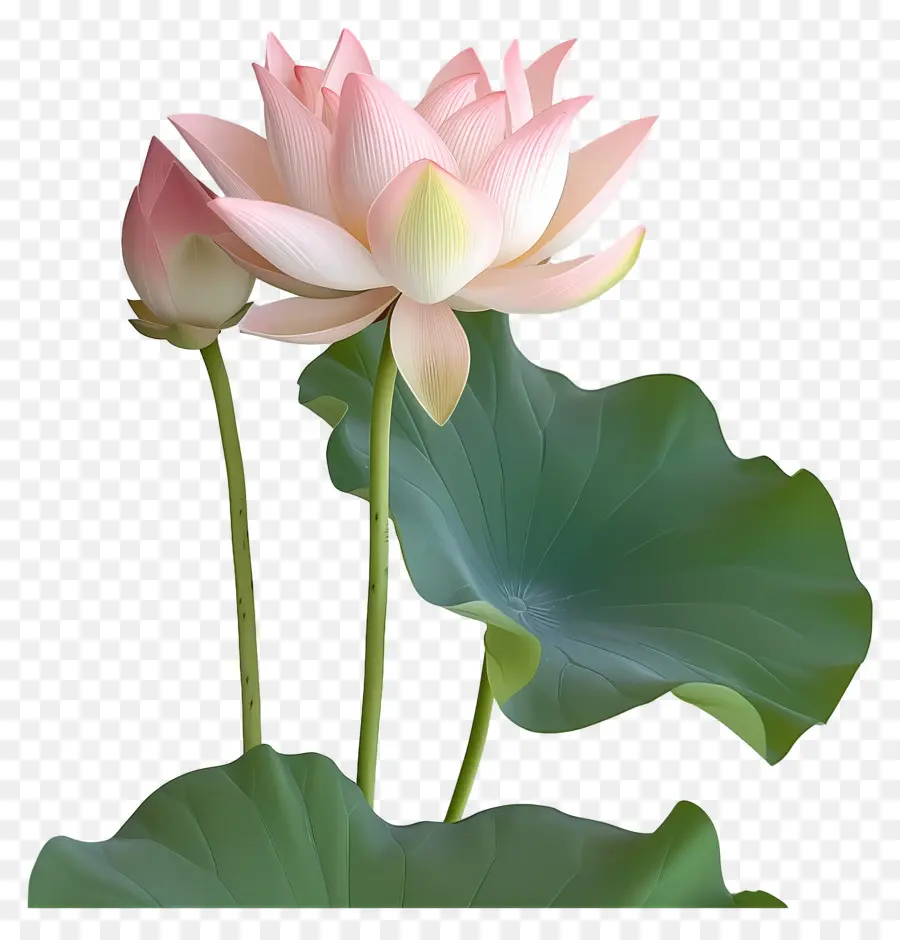 Flores De Loto，Loto Rosa PNG