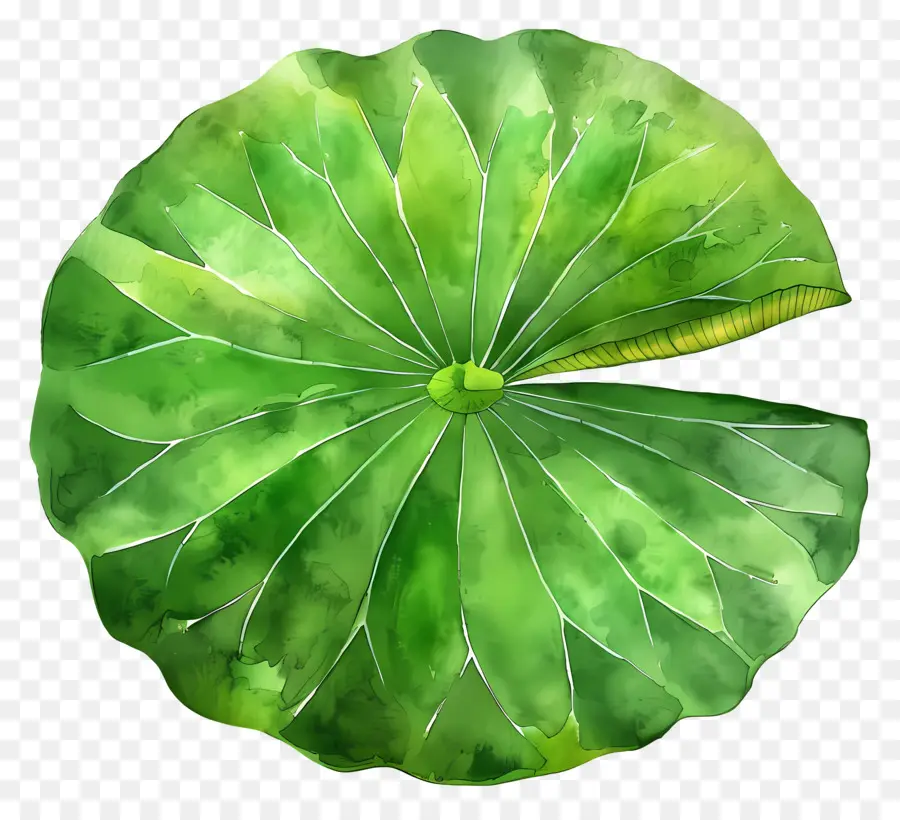 Hoja De Loto，Hoja De Loto Verde PNG