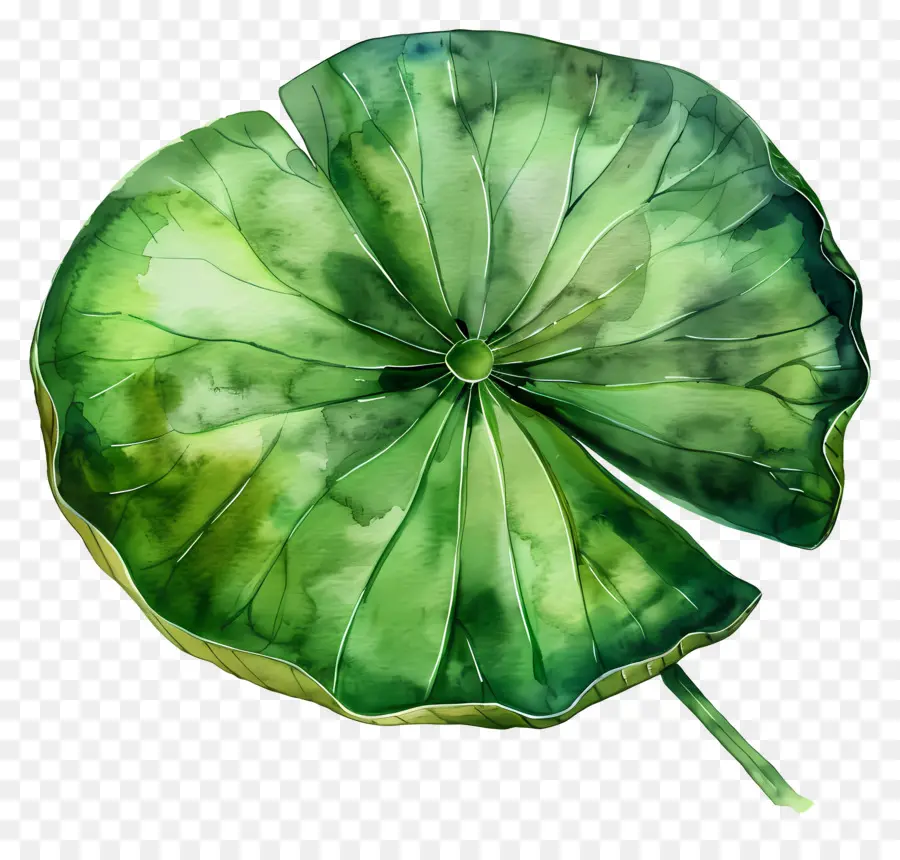 Hoja De Loto，Hoja De Loto Verde PNG