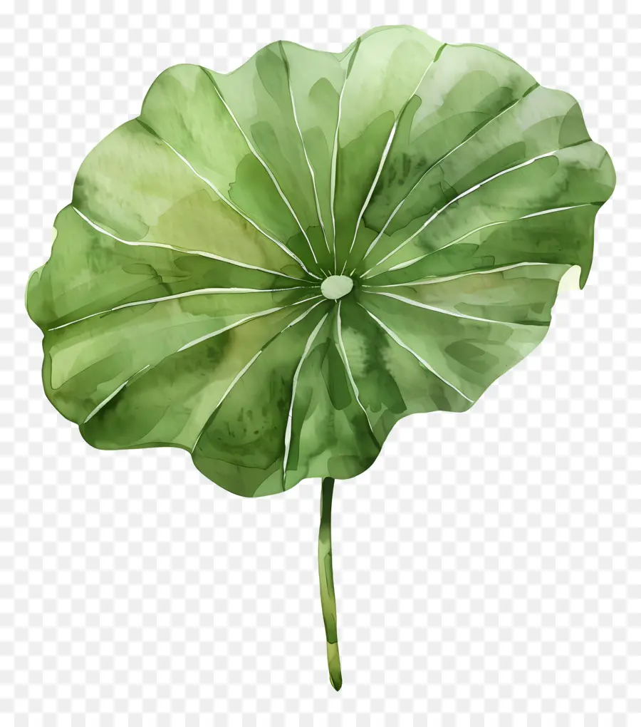 Hoja De Loto，Hoja De Loto Verde PNG