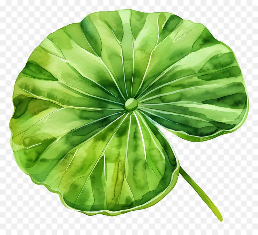 Hoja De Loto，Hoja De Loto Verde PNG