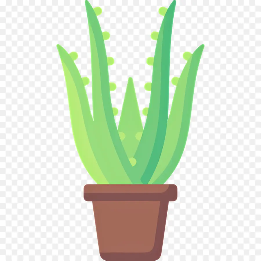 áloe Vera，Aloe Vera En Maceta PNG