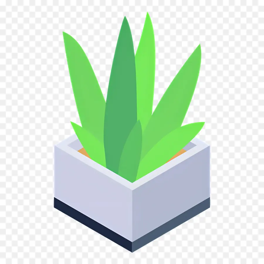 áloe Vera，Planta En Maceta PNG