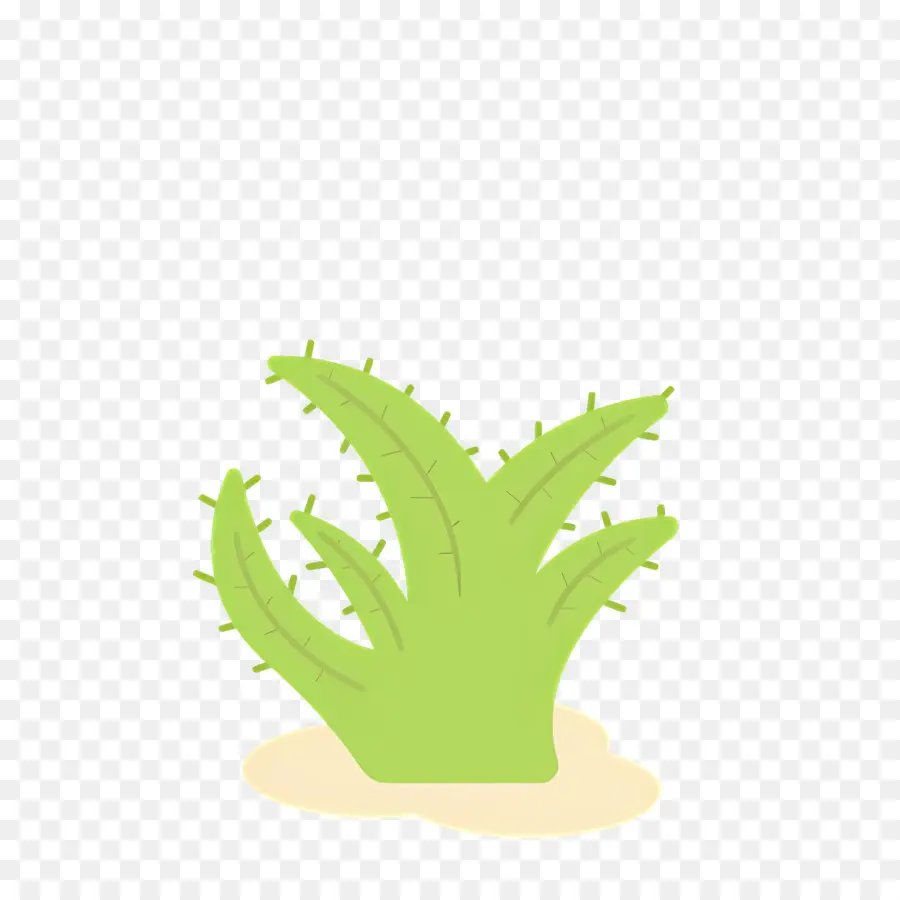 áloe Vera，Cactus PNG