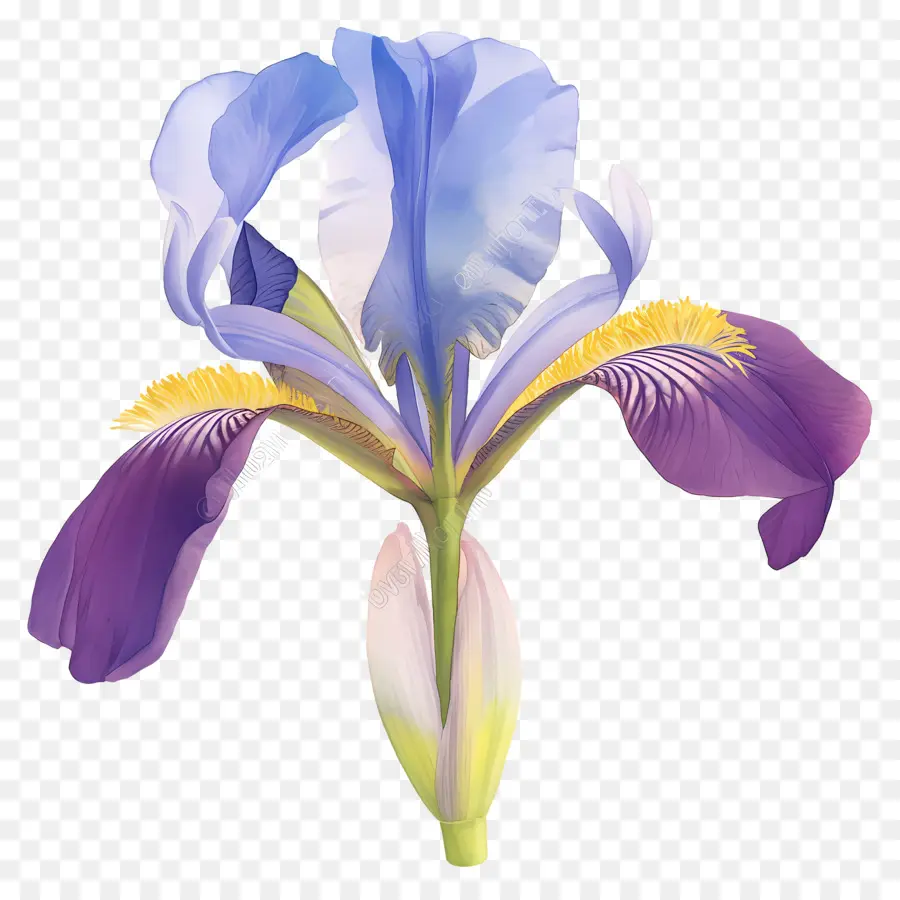 Iris Argelino，Flor De Iris PNG