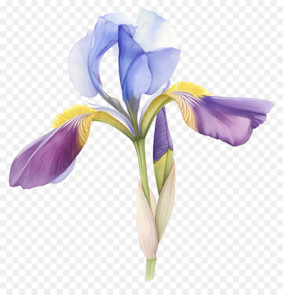 Iris Argelino，Flor De Iris PNG