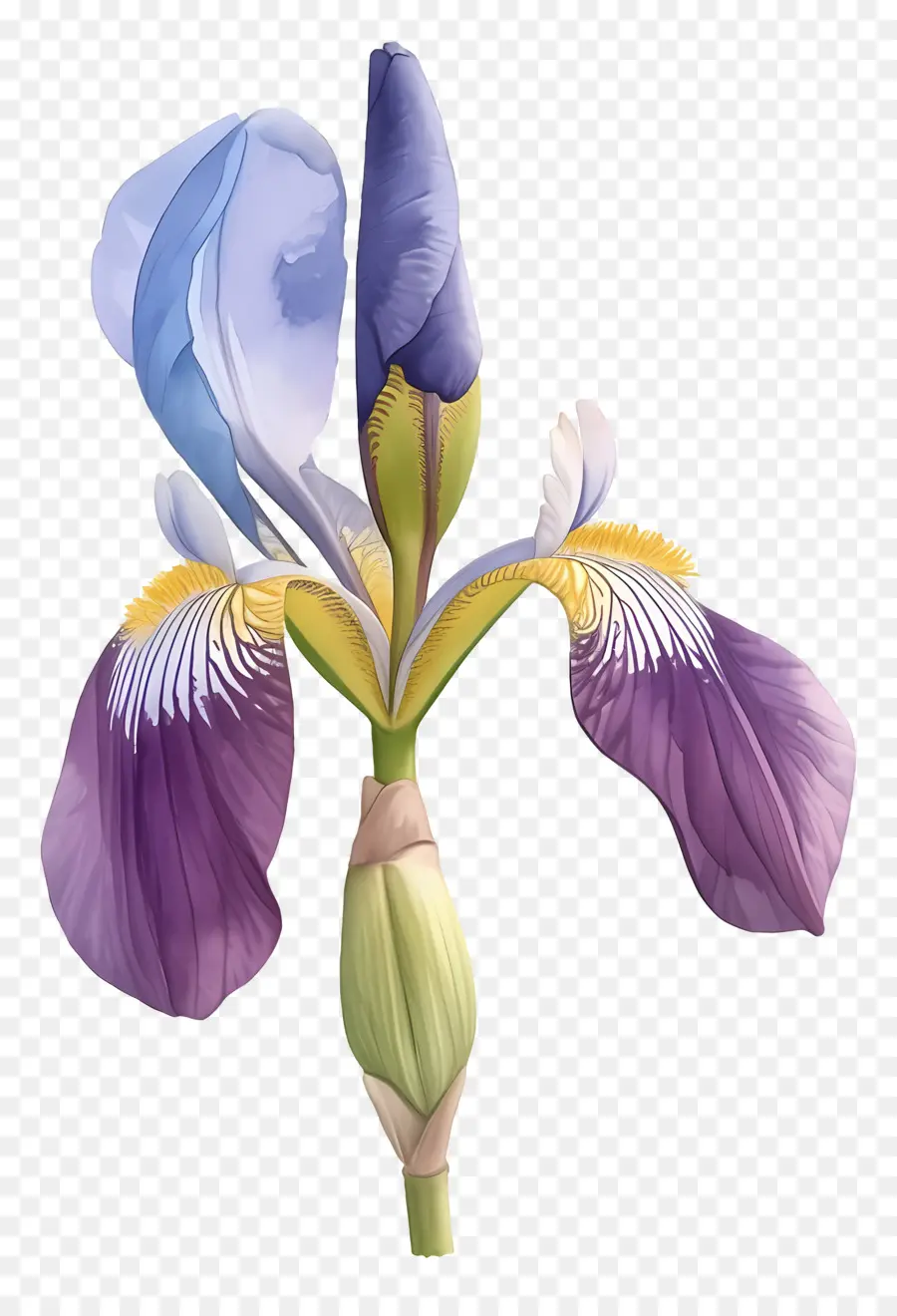 Iris Argelino，Flor De Iris PNG