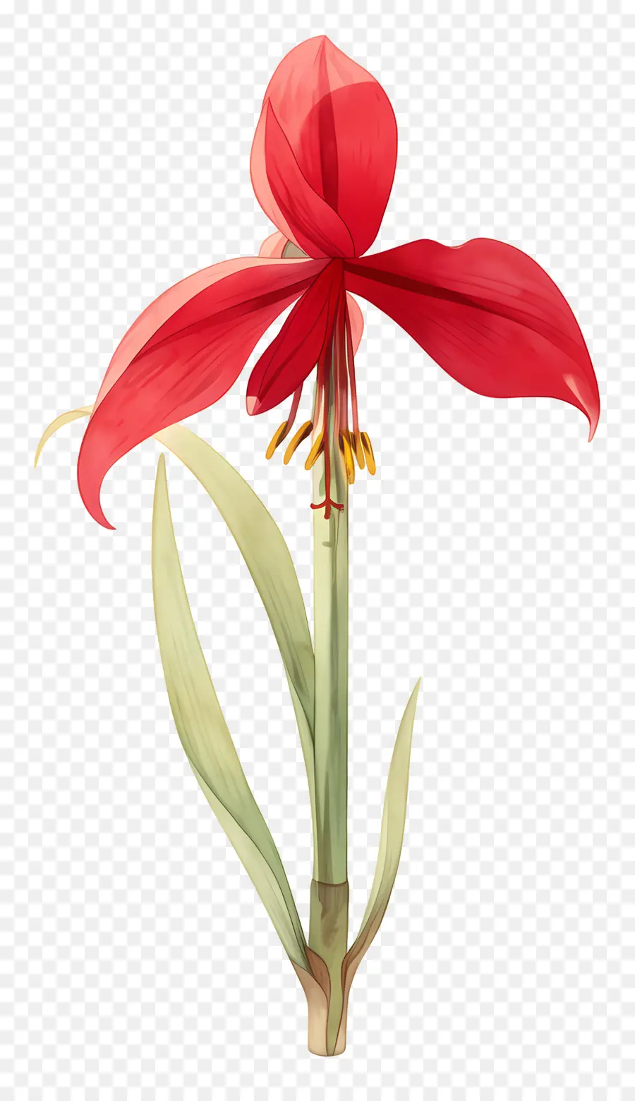 Flor De Amarilis，Flor Roja PNG