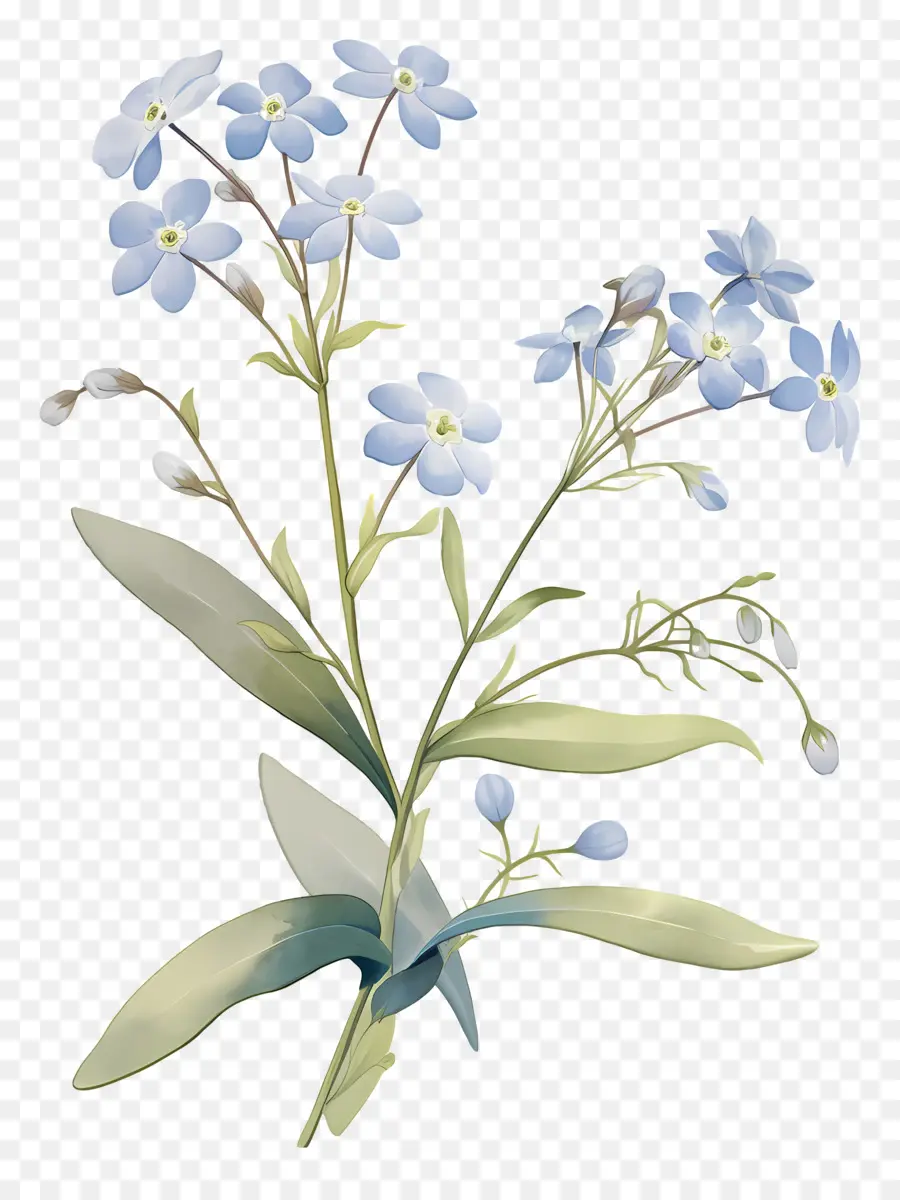 No Me Olvides Flor，Flores Azules PNG