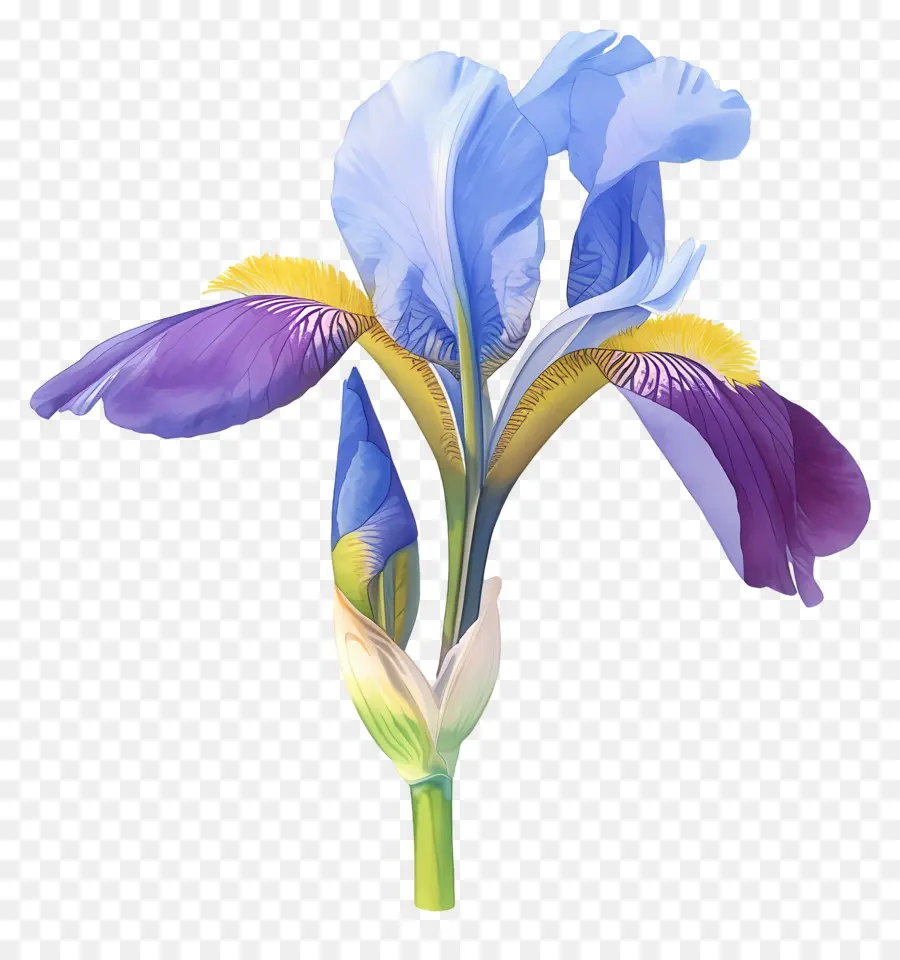 Iris Argelino，Flor De Iris PNG