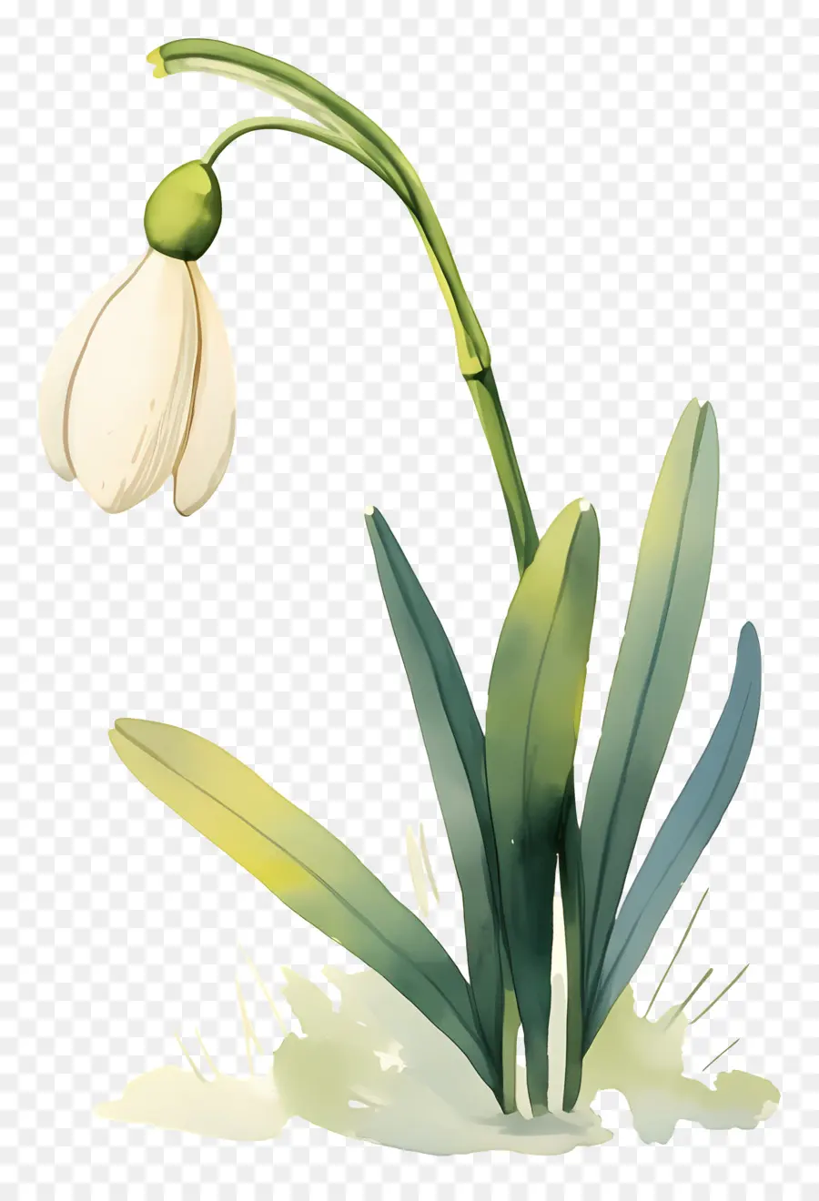 Flor De Campanilla De Invierno，Campanilla Blanca PNG