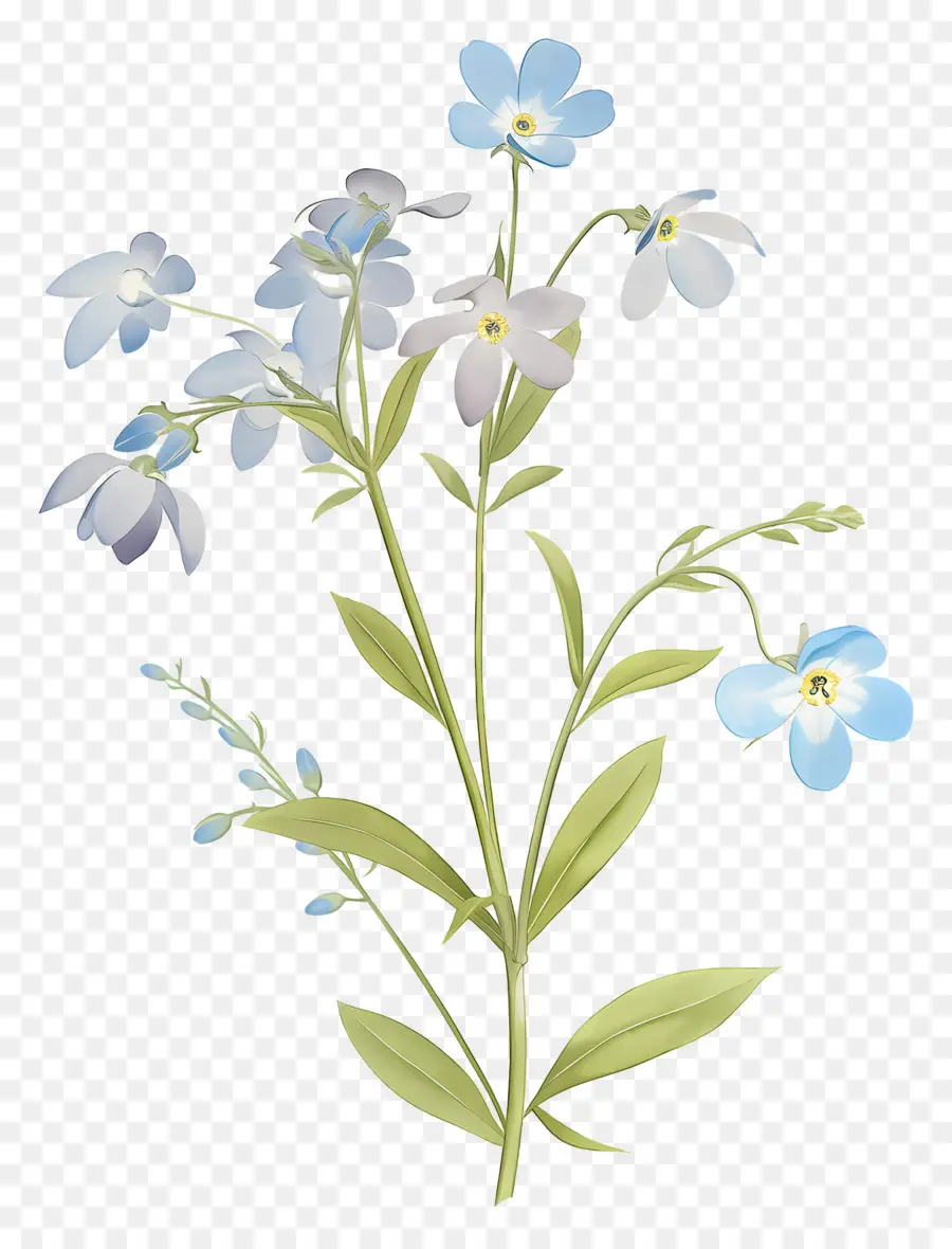 No Me Olvides Flor，Flores Azules PNG