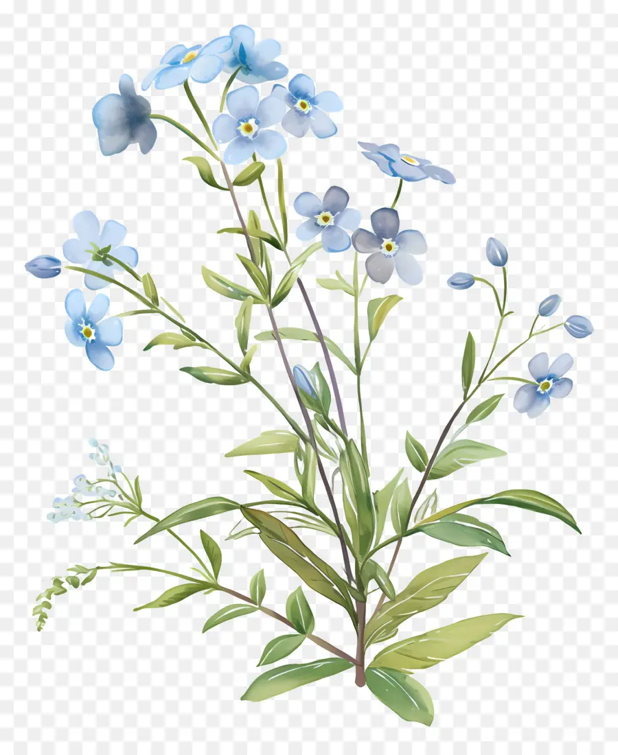 No Me Olvides Flor，Flores Azules PNG