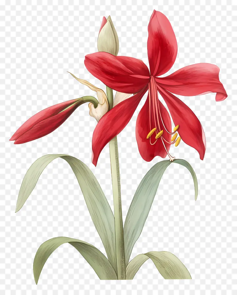 Flor De Amarilis，Flor Roja PNG