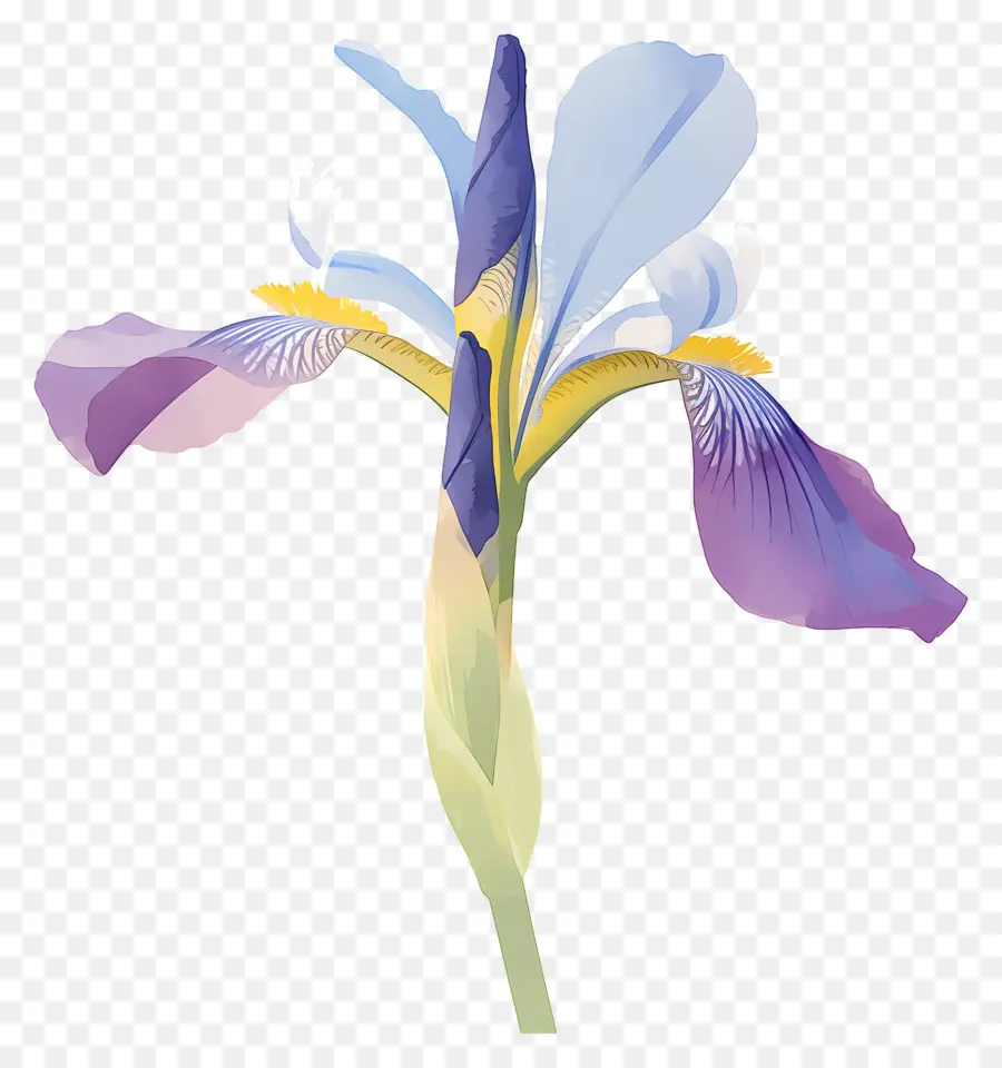 Iris Argelino，Flor De Iris PNG