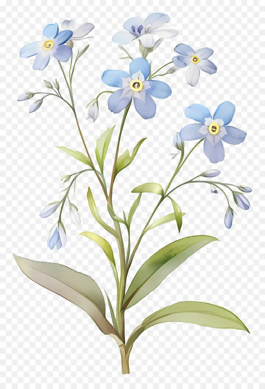 No Me Olvides Flor，Flores Azules PNG