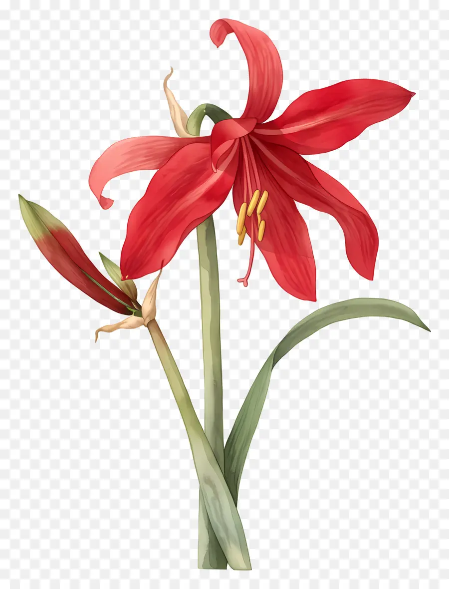 Flor De Amarilis，Flor Roja PNG