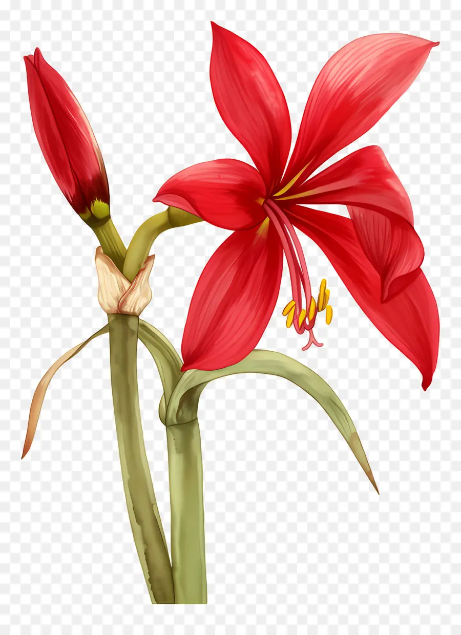 Flor De Amarilis，Flor Roja PNG