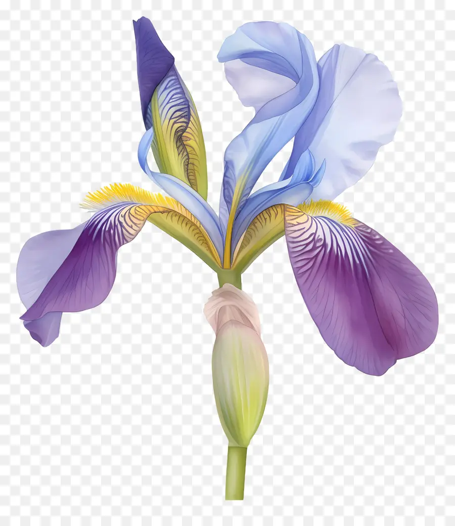 Iris Argelino，Flor De Iris PNG