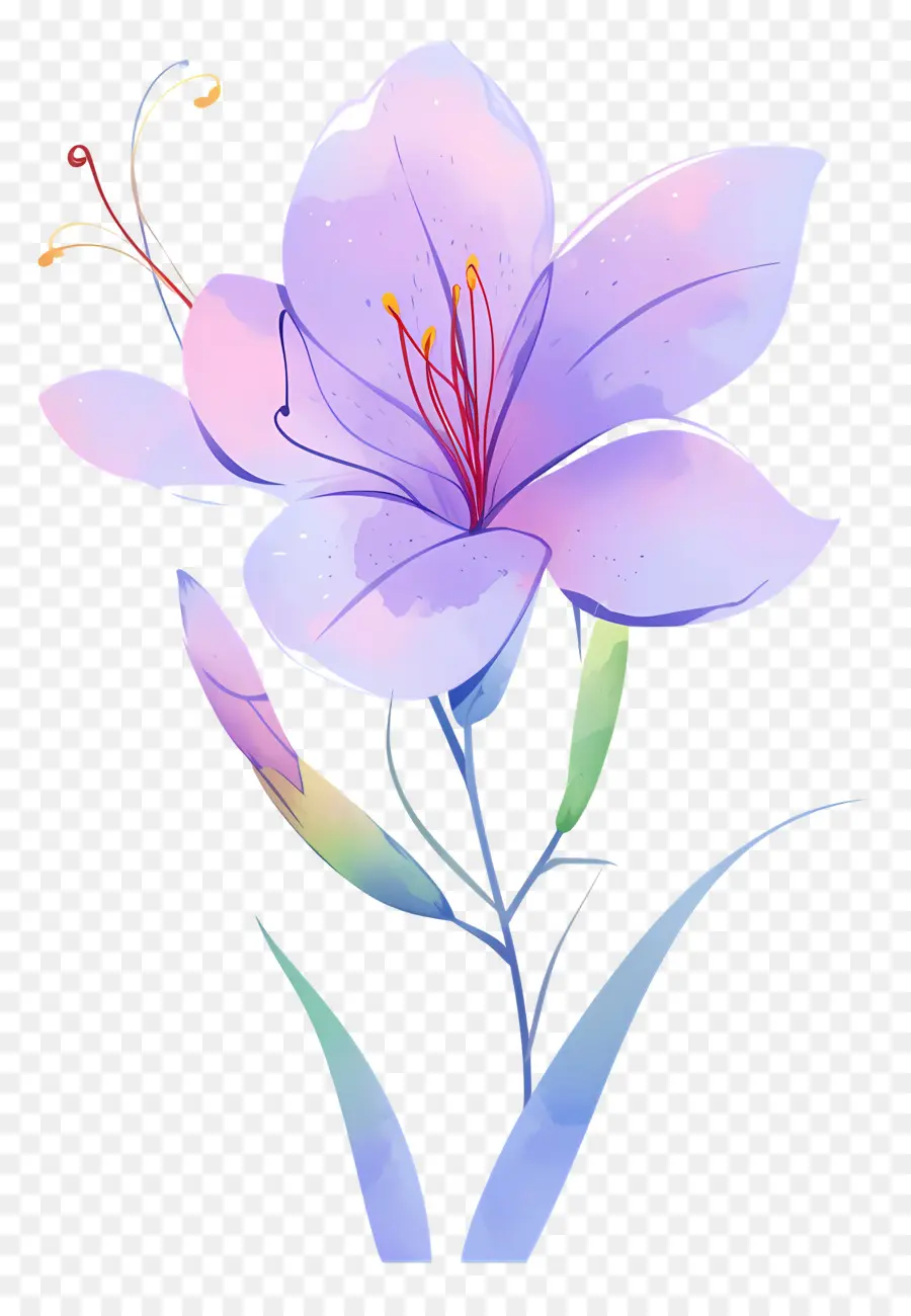 Flor De Azafrán，Flor Morada PNG