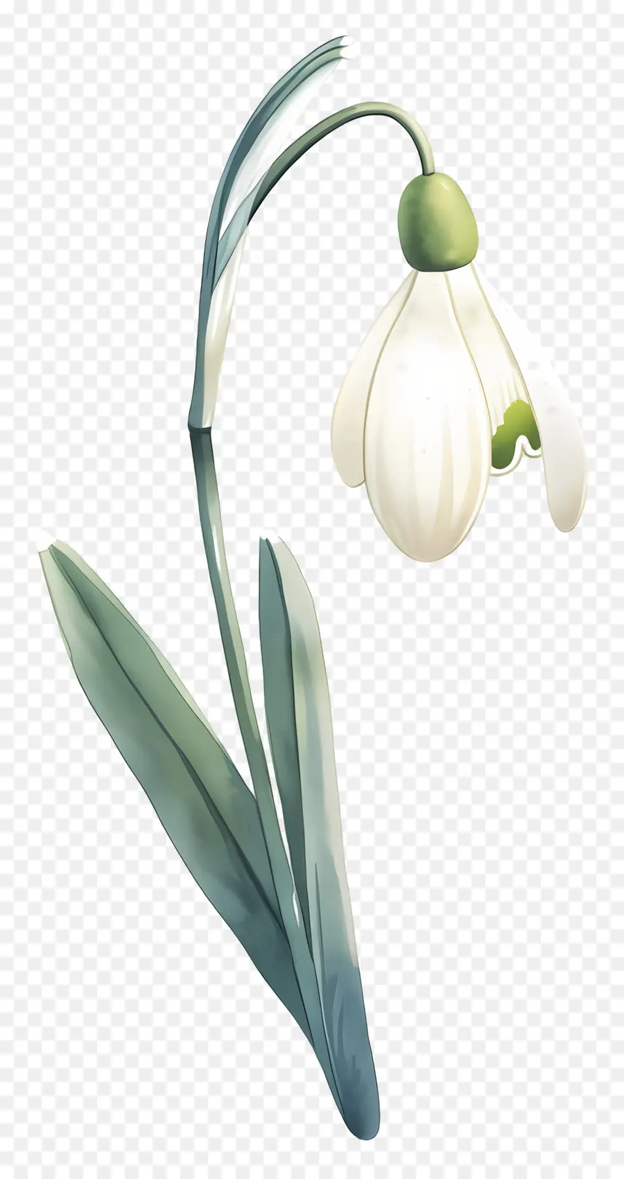 Flor De Campanilla De Invierno，Campanilla Blanca PNG