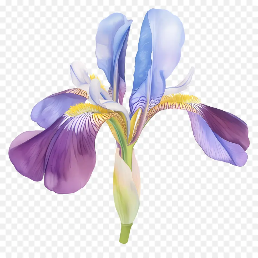 Iris Argelino，Flor De Iris PNG