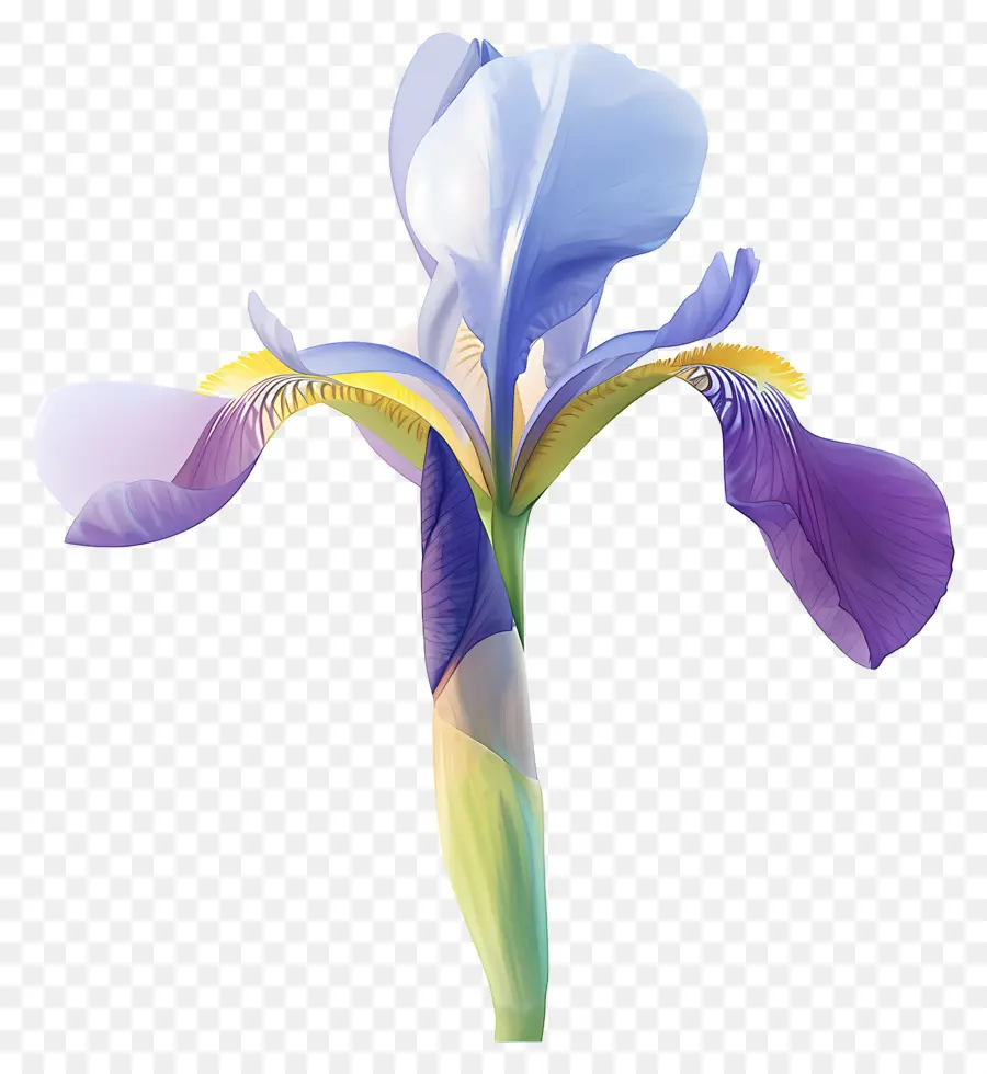 Iris Argelino，Flor De Iris PNG