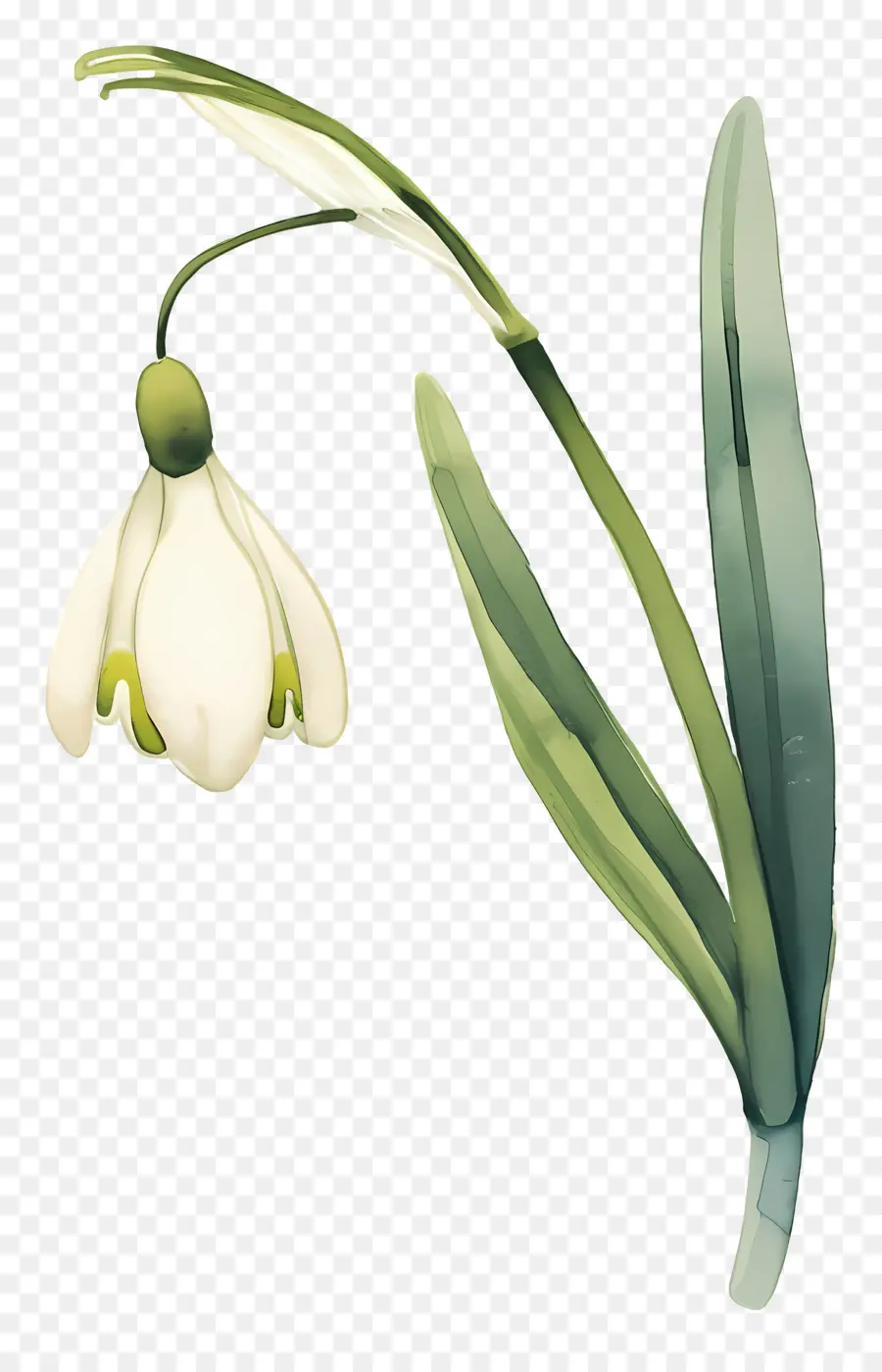 Flor De Campanilla De Invierno，Campanilla Blanca PNG