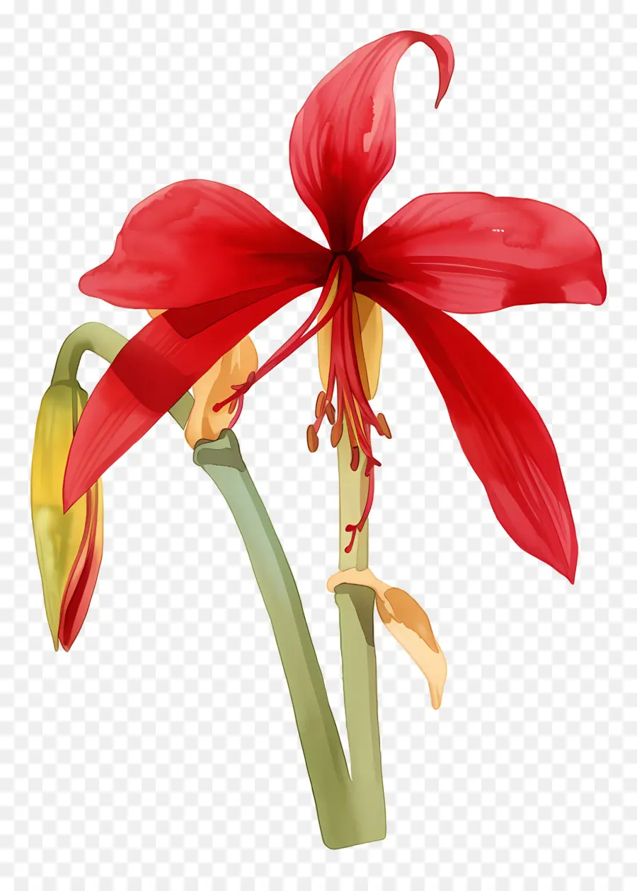 Flor De Amarilis，Flor Roja PNG