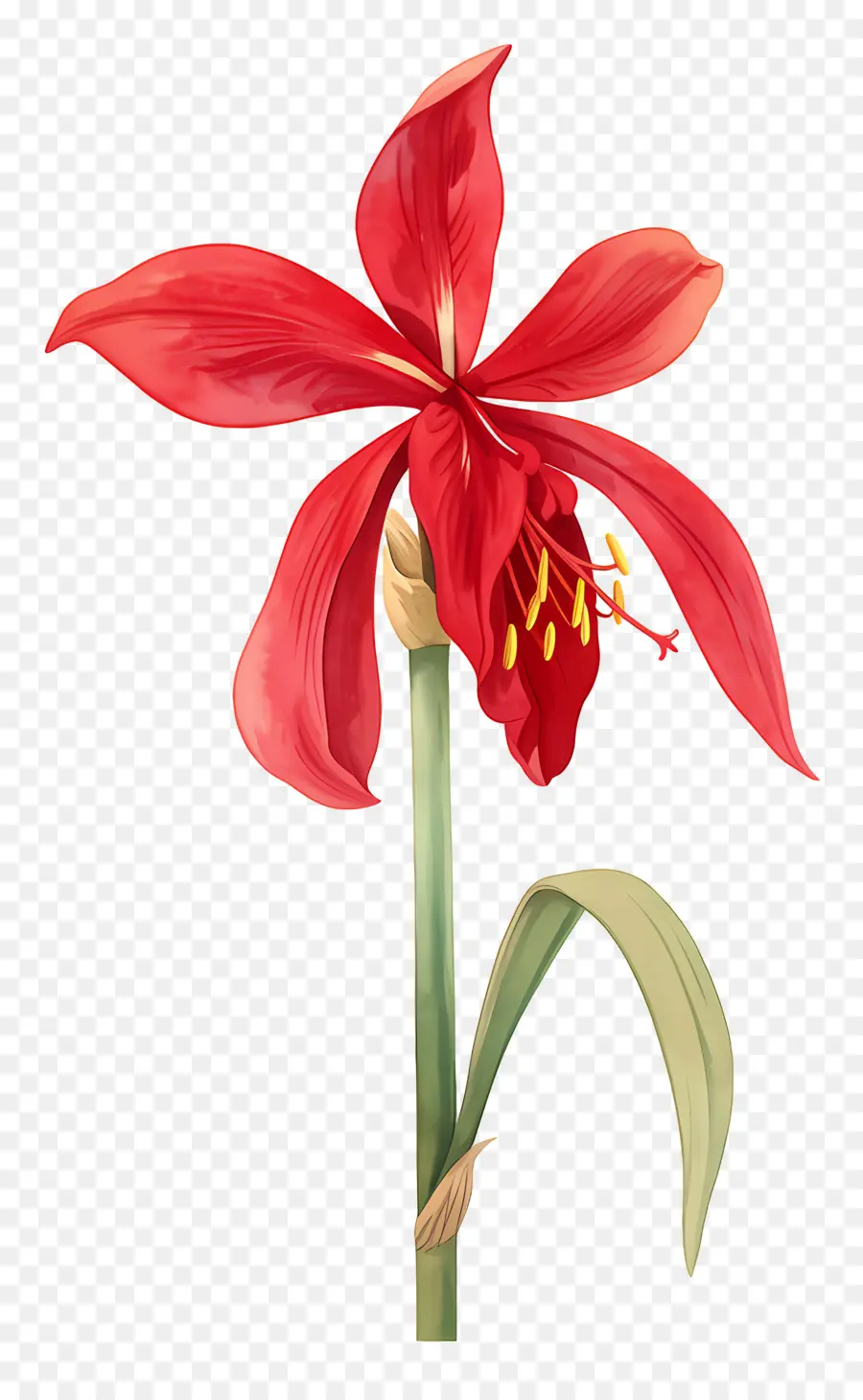 Flor De Amarilis，Flor Roja PNG