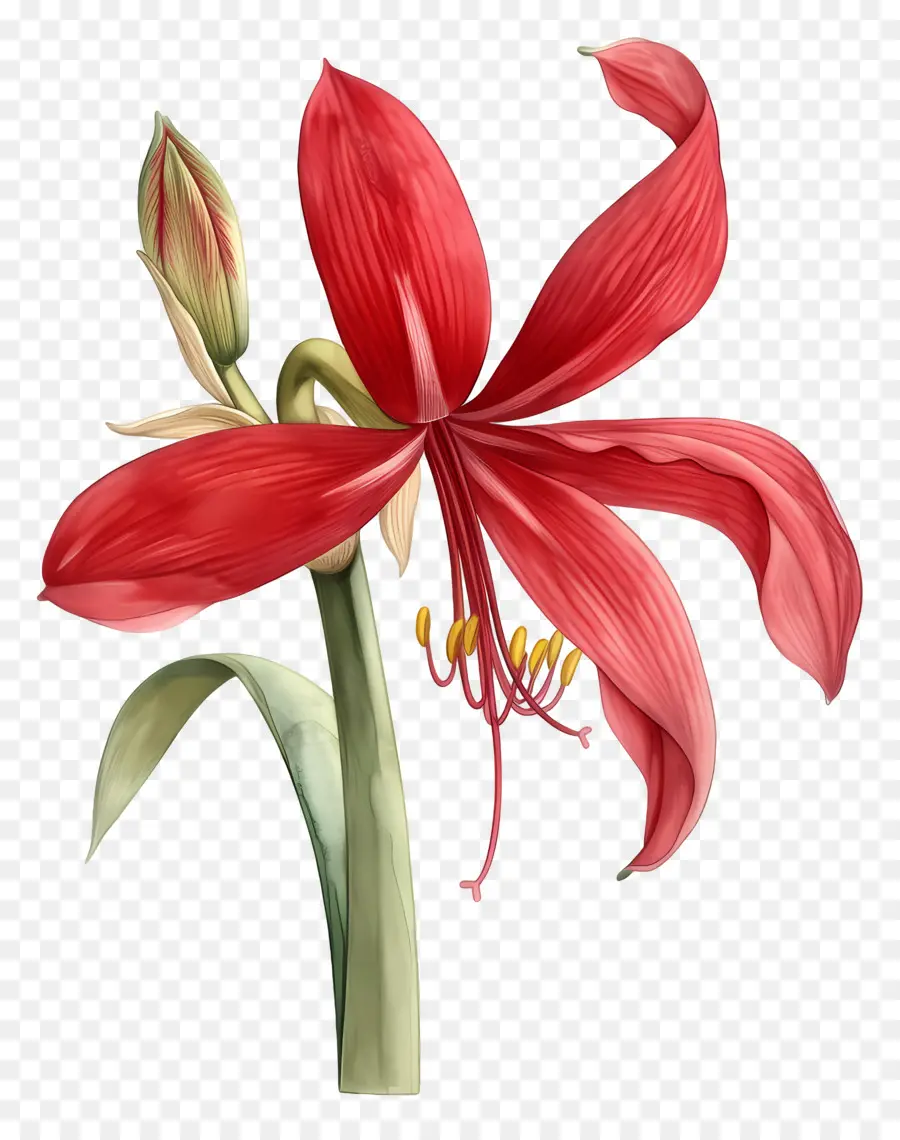 Flor De Amarilis，Flor Roja PNG