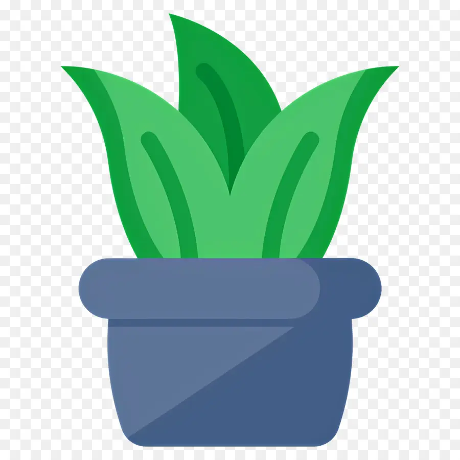 áloe Vera，Planta En Maceta PNG