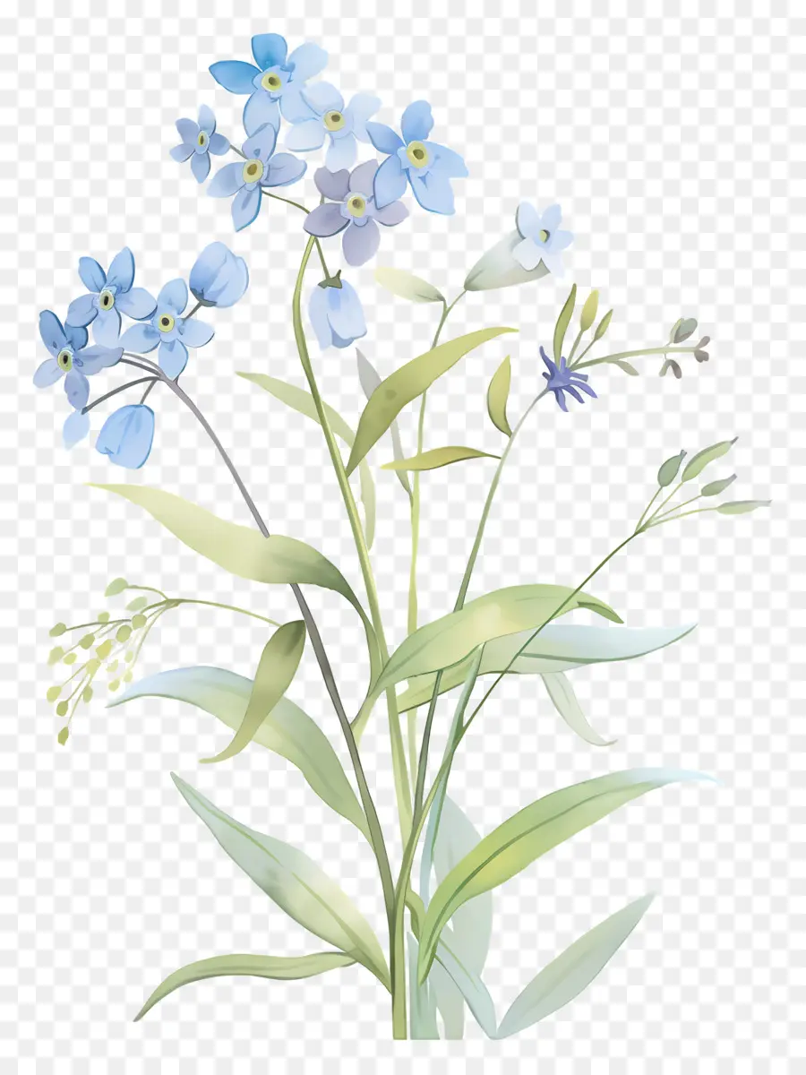 No Me Olvides Flor，Flores Azules PNG