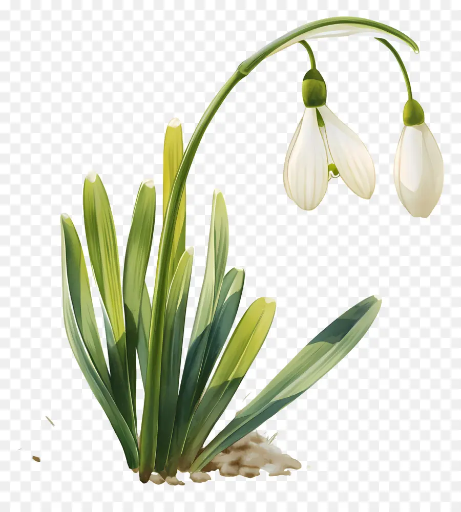 Flor De Campanilla Blanca，Blanco PNG