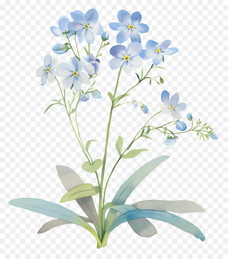 No Me Olvides Flor，Flores Azules PNG