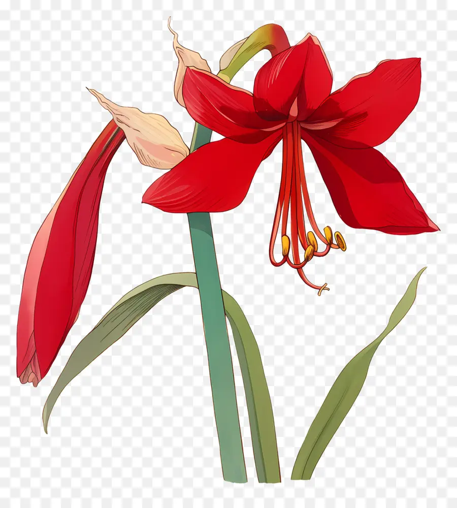 Flor De Amarilis，Flor Roja PNG