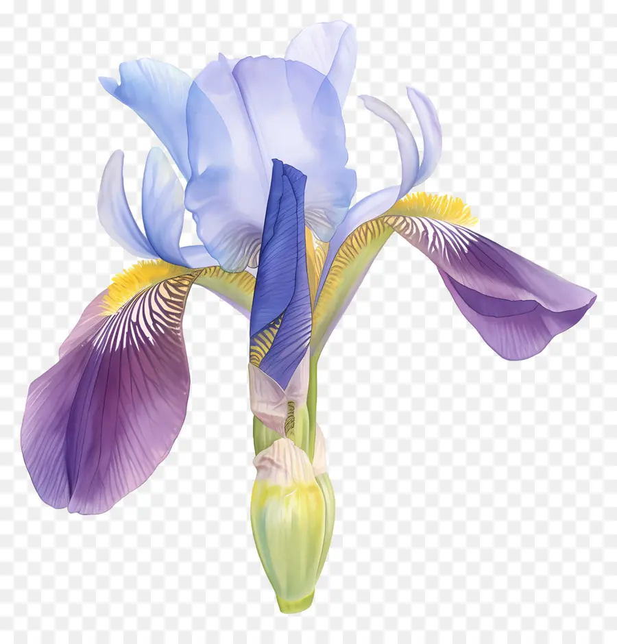 Iris Argelino，Flor De Iris PNG