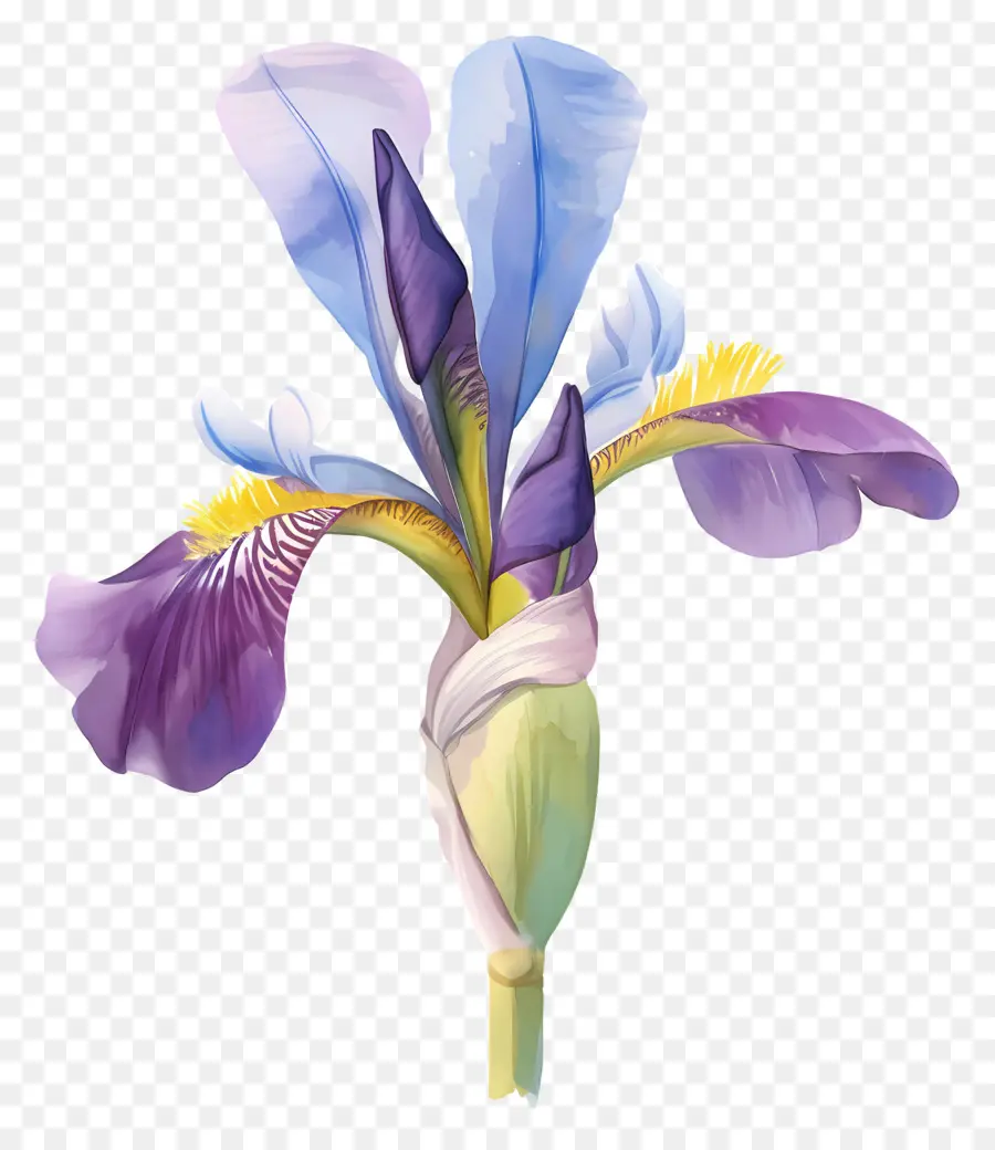 Iris Argelino，Flor De Iris PNG