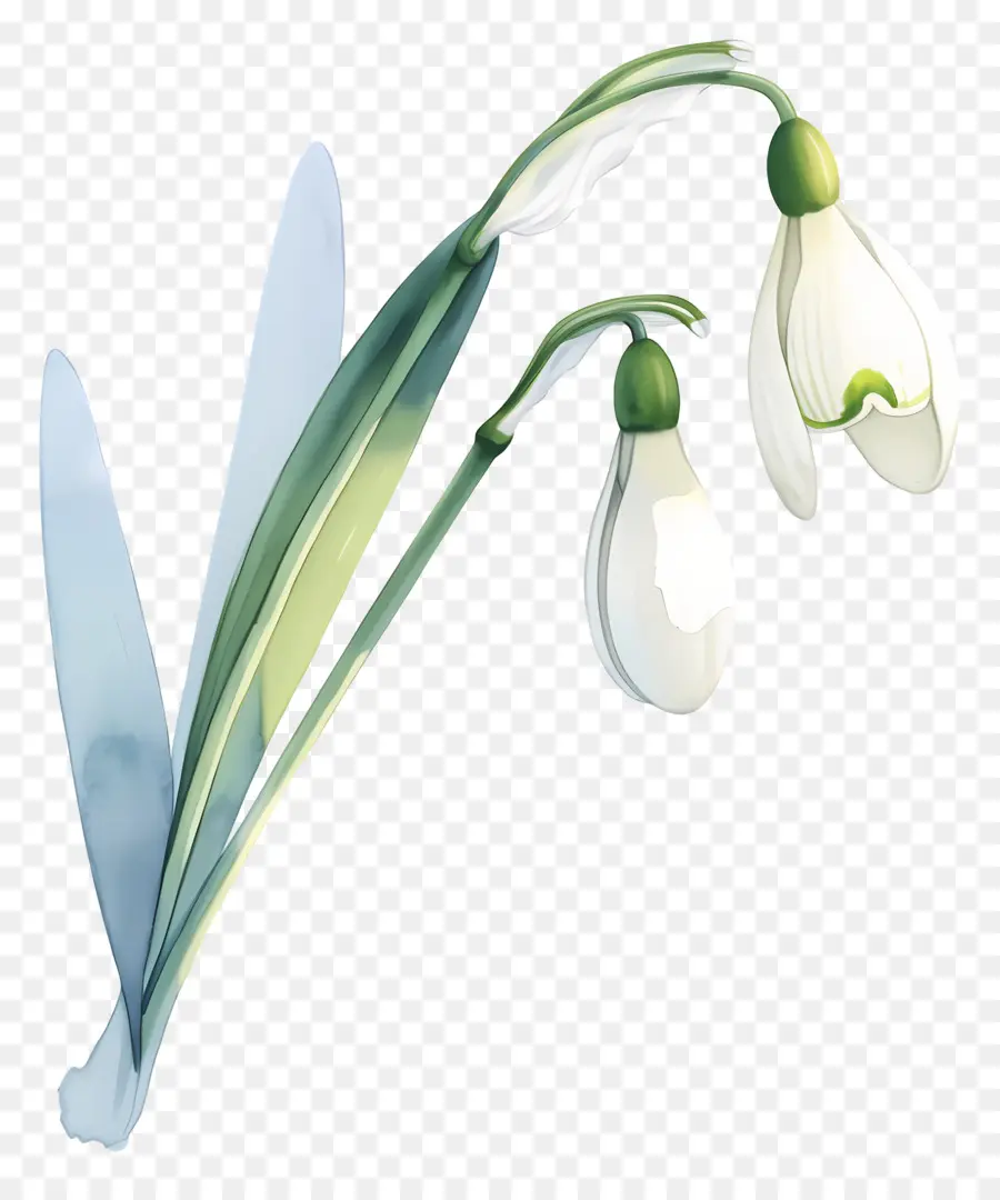 Flor De Campanilla Blanca，Planta PNG