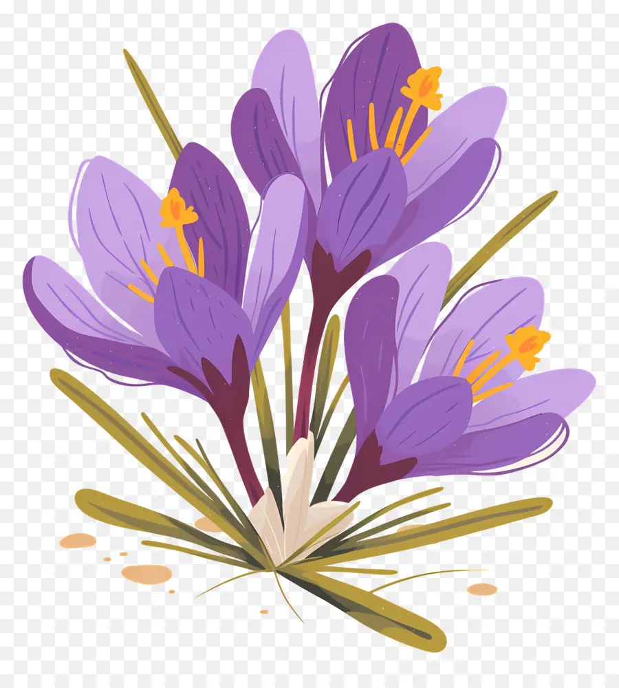 Azafrán Azafrán，Flores Moradas PNG