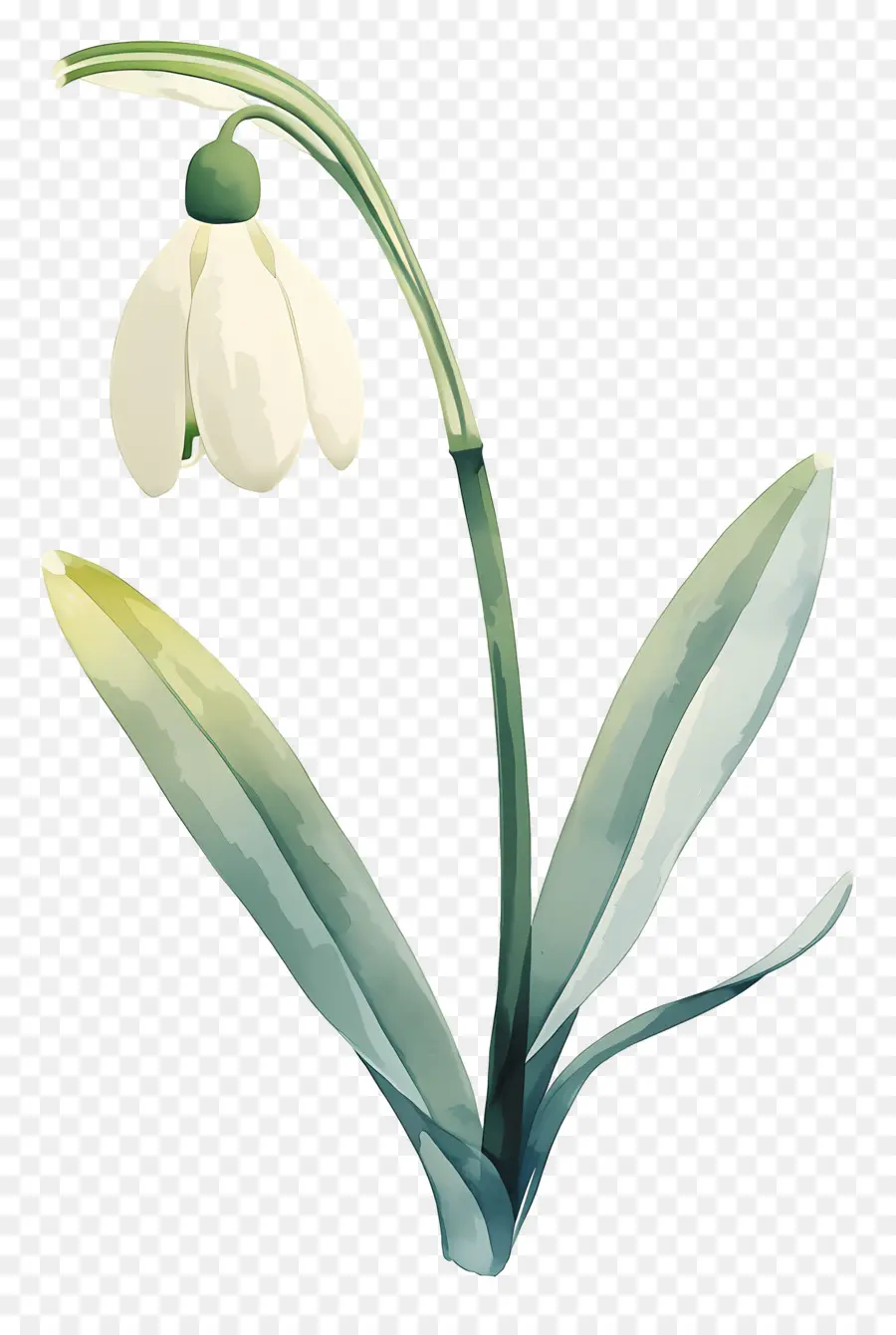 Flor De Campanilla Blanca，Campanilla Blanca PNG