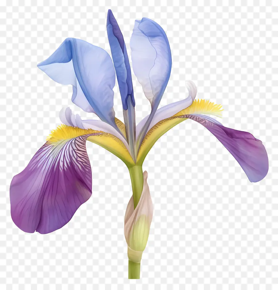 Iris Argelino，Flor De Iris PNG