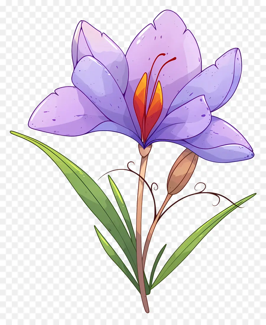 Flor De Azafrán，Flor De Iris PNG