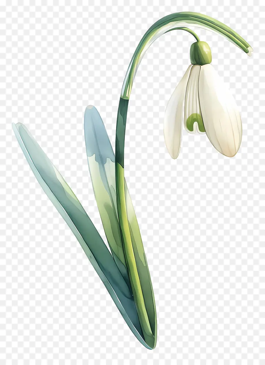 Flor De Campanilla De Invierno，Campanilla Blanca PNG