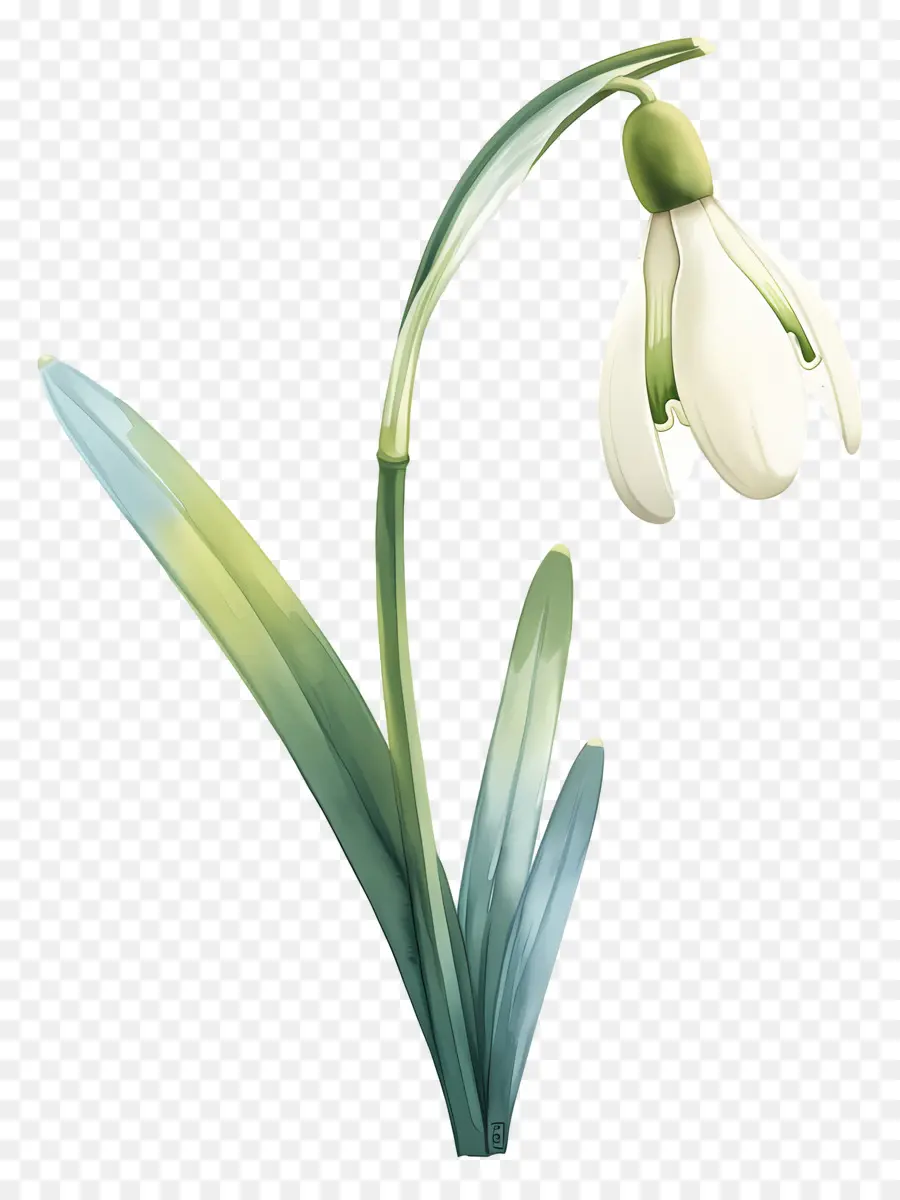 Flor De Campanilla De Invierno，Campanilla De Febrero PNG